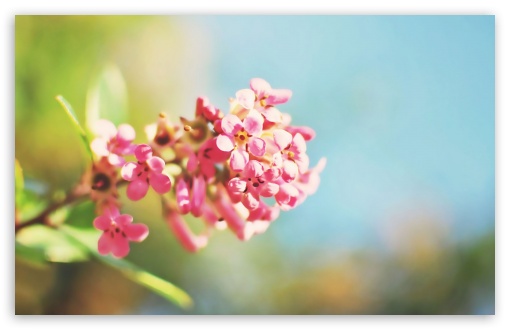 Pink Flowers UltraHD Wallpaper for HD 16:9 ; Widescreen 16:10 5:3 ; Fullscreen 4:3 5:4 3:2 ; Tablet 1:1 ; Mobile 3:4 ; Dual 4:3 5:4 ;