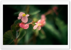 Pink Flowers Background Ultra HD Wallpaper for 4K UHD Widescreen desktop, tablet & smartphone