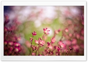 Pink Flowers, Bokeh Ultra HD Wallpaper for 4K UHD Widescreen desktop, tablet & smartphone