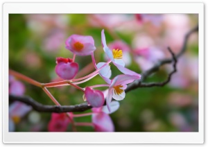 Pink Flowers Focus Ultra HD Wallpaper for 4K UHD Widescreen desktop, tablet & smartphone
