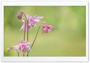 Pink Flowers, Light Green Background Ultra HD Wallpaper for 4K UHD Widescreen desktop, tablet & smartphone
