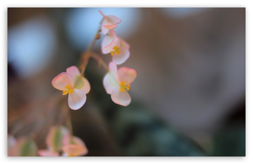 Pink Flowers Macro UltraHD Wallpaper for Wide 16:10 5:3 Widescreen WHXGA WQXGA WUXGA WXGA WGA ; 8K UHD TV 16:9 Ultra High Definition 2160p 1440p 1080p 900p 720p ; Standard 4:3 5:4 3:2 Fullscreen UXGA XGA SVGA QSXGA SXGA DVGA HVGA HQVGA ( Apple PowerBook G4 iPhone 4 3G 3GS iPod Touch ) ; Tablet 1:1 ; iPad 1/2/Mini ; Mobile 4:3 5:3 3:2 16:9 5:4 - UXGA XGA SVGA WGA DVGA HVGA HQVGA ( Apple PowerBook G4 iPhone 4 3G 3GS iPod Touch ) 2160p 1440p 1080p 900p 720p QSXGA SXGA ;