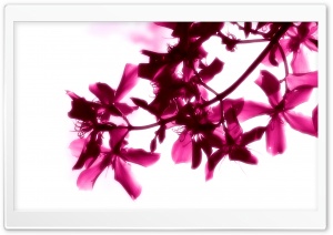 Pink Flowers On White Background Ultra HD Wallpaper for 4K UHD Widescreen desktop, tablet & smartphone