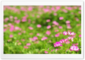 Pink Flowers Photo Ultra HD Wallpaper for 4K UHD Widescreen desktop, tablet & smartphone