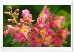Pink Flowers Spring Ultra HD Wallpaper for 4K UHD Widescreen desktop, tablet & smartphone