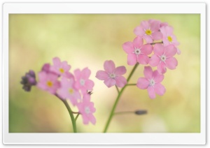 Pink Forget me not Flowers Ultra HD Wallpaper for 4K UHD Widescreen desktop, tablet & smartphone