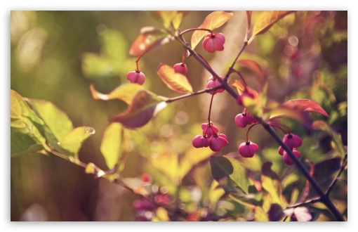 Pink Fruits UltraHD Wallpaper for Wide 16:10 5:3 Widescreen WHXGA WQXGA WUXGA WXGA WGA ; 8K UHD TV 16:9 Ultra High Definition 2160p 1440p 1080p 900p 720p ; Standard 4:3 5:4 3:2 Fullscreen UXGA XGA SVGA QSXGA SXGA DVGA HVGA HQVGA ( Apple PowerBook G4 iPhone 4 3G 3GS iPod Touch ) ; Tablet 1:1 ; iPad 1/2/Mini ; Mobile 4:3 5:3 3:2 16:9 5:4 - UXGA XGA SVGA WGA DVGA HVGA HQVGA ( Apple PowerBook G4 iPhone 4 3G 3GS iPod Touch ) 2160p 1440p 1080p 900p 720p QSXGA SXGA ; Dual 16:10 5:3 16:9 4:3 5:4 WHXGA WQXGA WUXGA WXGA WGA 2160p 1440p 1080p 900p 720p UXGA XGA SVGA QSXGA SXGA ;