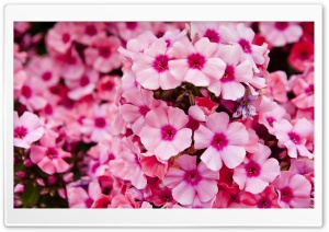 Pink Garden Flowers Ultra HD Wallpaper for 4K UHD Widescreen desktop, tablet & smartphone