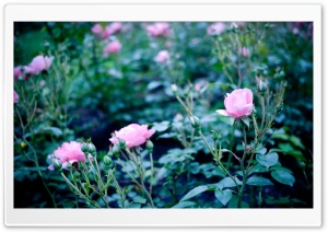 Pink Garden Roses Ultra HD Wallpaper for 4K UHD Widescreen desktop, tablet & smartphone