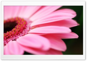 Pink Gerbera Ultra HD Wallpaper for 4K UHD Widescreen desktop, tablet & smartphone