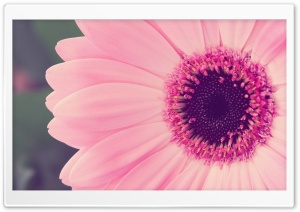 Pink Gerbera Daisy Ultra HD Wallpaper for 4K UHD Widescreen desktop, tablet & smartphone