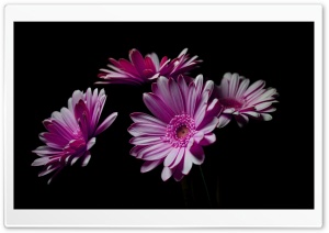 Pink Gerbera Daisy Flowers 4K UHD Wallpaper for Widescreen and UltraWide Desktop, UltraHD TV, Smartphone, Tablet