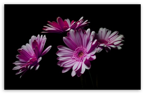 Pink Gerbera Daisy Flowers 4K UHD Wallpaper for Widescreen and UltraWide Desktop, UltraHD TV, Smartphone, Tablet Pink Gerbera Daisy Flowers UltraHD Wallpaper for UHD 16:9 ; HD 16:9 ; UltraWide 21:9 24:10 32:9 32:10 ; Widescreen 16:10 5:3 ; Fullscreen 4:3 5:4 3:2 ; Tablet 1:1 ; Mobile 9:16 9:19.5 9:20 9:21 9:22 10:16 2:3 3:5 3:4 ; Dual 16:10 5:3 16:9 4:3 5:4 3:2 ;
