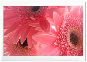 Pink Gerbera Flowers Ultra HD Wallpaper for 4K UHD Widescreen desktop, tablet & smartphone