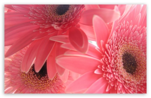 Pink Gerbera Flowers UltraHD Wallpaper for HD 16:9 ; Widescreen 16:10 5:3 ; Fullscreen 4:3 5:4 3:2 ;