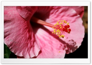 Pink Hibiscus Ultra HD Wallpaper for 4K UHD Widescreen desktop, tablet & smartphone