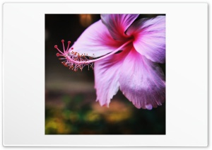 Pink hibiscus Ultra HD Wallpaper for 4K UHD Widescreen Desktop, Lockscreen, Screensaver, TV, Tablet, Smartphone