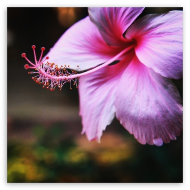 Pink hibiscus UltraHD Wallpaper for Tablet 1:1 ;