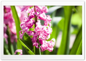 Pink Hyacinth Ultra HD Wallpaper for 4K UHD Widescreen desktop, tablet & smartphone