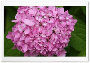 Pink Hydrangea Ultra HD Wallpaper for 4K UHD Widescreen desktop, tablet & smartphone