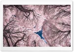 Pink Infrared Forest Canopy 4K UHD Wallpaper for Widescreen and UltraWide Desktop, UltraHD TV, Smartphone, Tablet