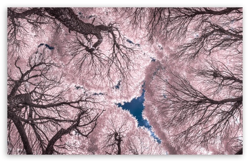 Pink Infrared Forest Canopy UltraHD Wallpaper for UHD 16:9 ; HD 16:9 ; UltraWide 21:9 24:10 32:9 32:10 ; Widescreen 16:10 5:3 ; Fullscreen 4:3 5:4 3:2 ; Tablet 1:1 ; Dual 16:10 5:3 16:9 4:3 5:4 3:2 ; Triple 16:10 5:3 16:9 4:3 5:4 3:2 ;