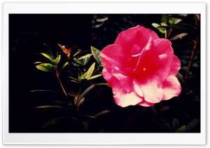 Pink it Ultra HD Wallpaper for 4K UHD Widescreen desktop, tablet & smartphone