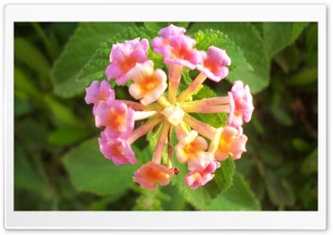 Pink Lantana Flowers Ultra HD Wallpaper for 4K UHD Widescreen desktop, tablet & smartphone