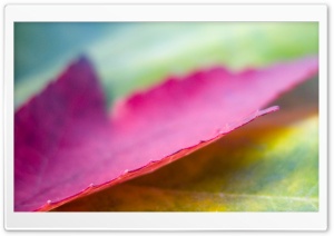 Pink Leaf Ultra HD Wallpaper for 4K UHD Widescreen desktop, tablet & smartphone