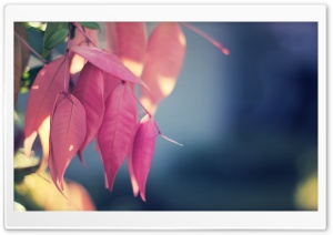 Pink Leaves Close Up Ultra HD Wallpaper for 4K UHD Widescreen desktop, tablet & smartphone