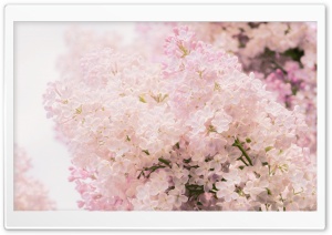 Pink Lilac Ultra HD Wallpaper for 4K UHD Widescreen desktop, tablet & smartphone