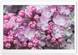 Pink Lilac Close Up Ultra HD Wallpaper for 4K UHD Widescreen desktop, tablet & smartphone