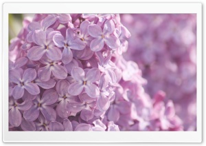 Pink Lilac Flowers Ultra HD Wallpaper for 4K UHD Widescreen desktop, tablet & smartphone