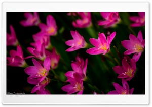 Pink Lillies Ultra HD Wallpaper for 4K UHD Widescreen desktop, tablet & smartphone