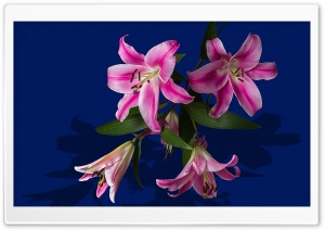 Pink Lily Flowers Ultra HD Wallpaper for 4K UHD Widescreen desktop, tablet & smartphone