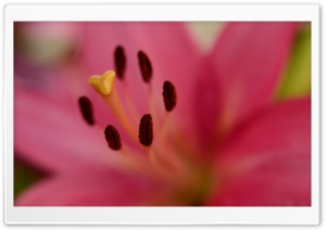 Pink Lily, Pistil, Stamens, Macro Ultra HD Wallpaper for 4K UHD Widescreen desktop, tablet & smartphone