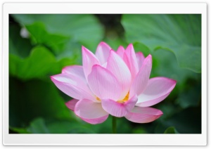 Pink Lotus Ultra HD Wallpaper for 4K UHD Widescreen desktop, tablet & smartphone