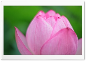 Pink Lotus Bud Ultra HD Wallpaper for 4K UHD Widescreen desktop, tablet & smartphone