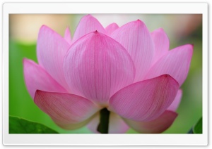 Pink Lotus Flower Ultra HD Wallpaper for 4K UHD Widescreen desktop, tablet & smartphone