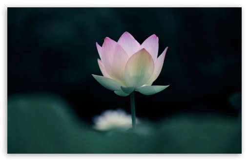 Pink Lotus Flower UltraHD Wallpaper for UHD 16:9 ; HD 16:9 ; UltraWide 21:9 24:10 32:9 32:10 ; Widescreen 16:10 5:3 ; Fullscreen 4:3 5:4 3:2 ; Tablet 1:1 ; Mobile 9:16 9:19.5 9:20 10:16 2:3 3:5 3:4 ; Dual 16:10 5:3 16:9 4:3 5:4 3:2 ;