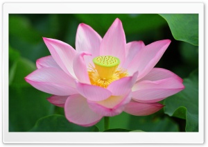Pink Lotus Flower from Above Ultra HD Wallpaper for 4K UHD Widescreen desktop, tablet & smartphone