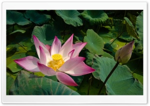 Pink Lotus, Leaves Ultra HD Wallpaper for 4K UHD Widescreen desktop, tablet & smartphone