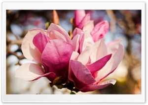 Pink Magnolia Flower Ultra HD Wallpaper for 4K UHD Widescreen desktop, tablet & smartphone