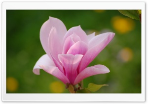 Pink Magnolia Flower Ultra HD Wallpaper for 4K UHD Widescreen desktop, tablet & smartphone
