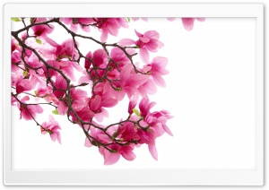 Pink Magnolia Flowers Ultra HD Wallpaper for 4K UHD Widescreen desktop, tablet & smartphone