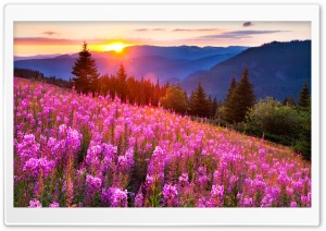 Pink Meadow Sun Ultra HD Wallpaper for 4K UHD Widescreen desktop, tablet & smartphone