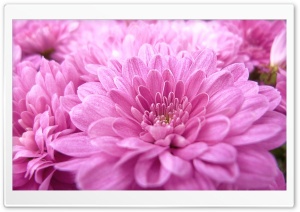 Pink Mums Ultra HD Wallpaper for 4K UHD Widescreen desktop, tablet & smartphone