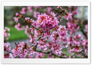 Pink of our world Ultra HD Wallpaper for 4K UHD Widescreen desktop, tablet & smartphone