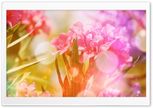 Pink Oleander Flowers Ultra HD Wallpaper for 4K UHD Widescreen desktop, tablet & smartphone