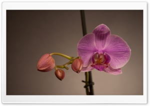 Pink Orchid Ultra HD Wallpaper for 4K UHD Widescreen desktop, tablet & smartphone